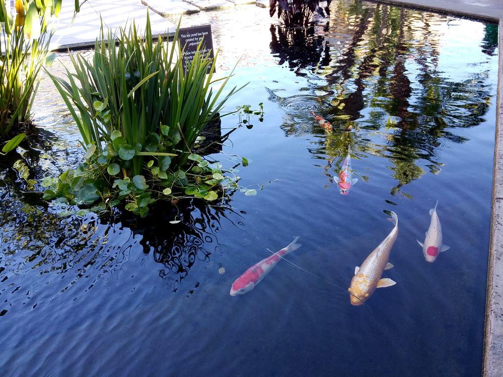 Gardens and koi ponds, Laguna Woods Village